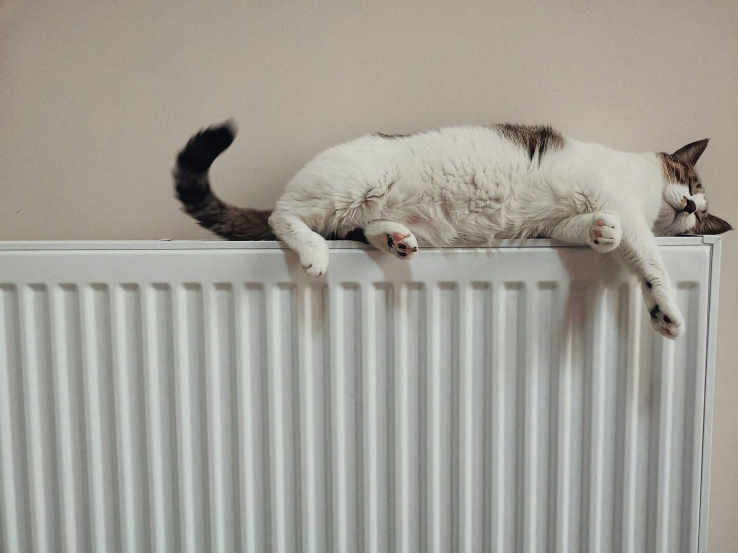 warm-cosy-cat-on-radiator